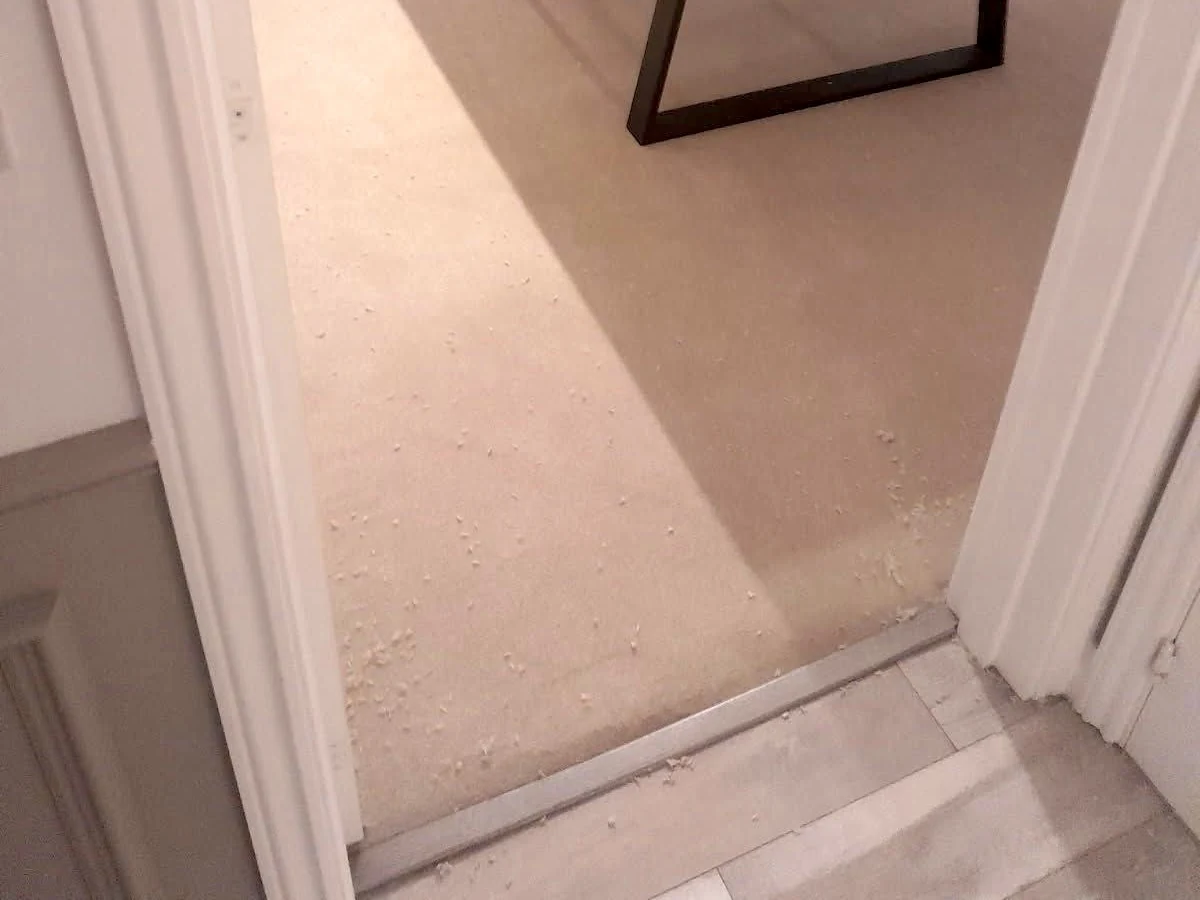 laminate flooring light wood living room newcastle foxglove flooring